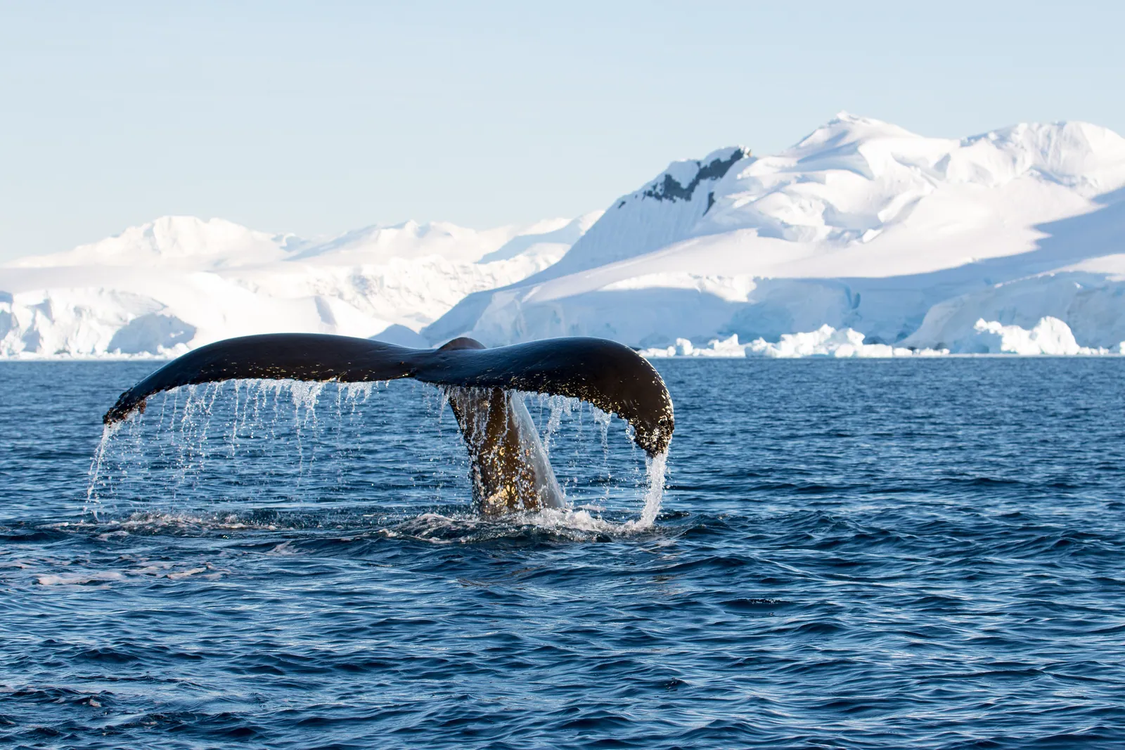 Ethical Wildlife Encounters: A Traveller's Code