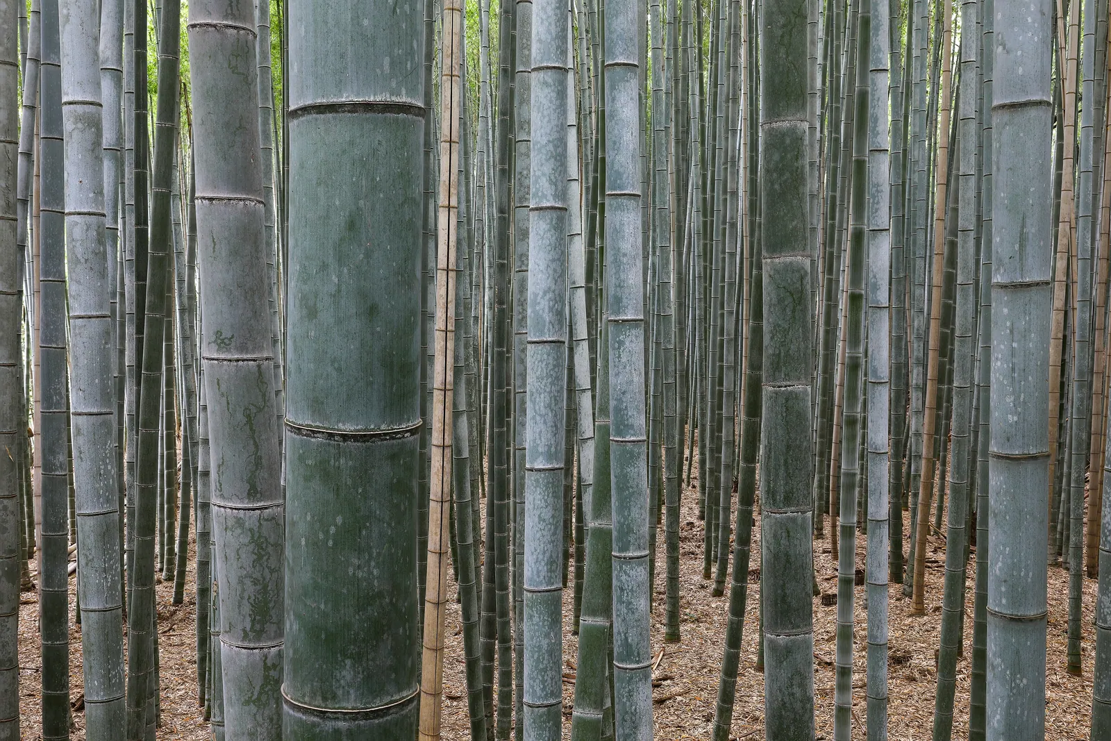 Arashiyama, Japón
