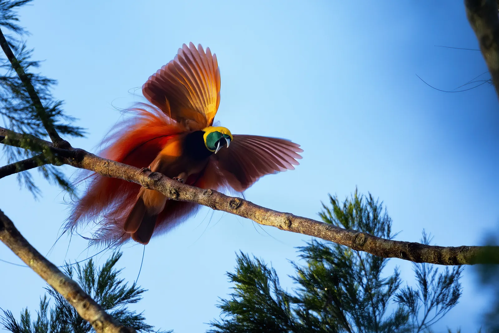 Aves del paraíso de Nueva Guinea: las aves más extravagantes de la Tierra