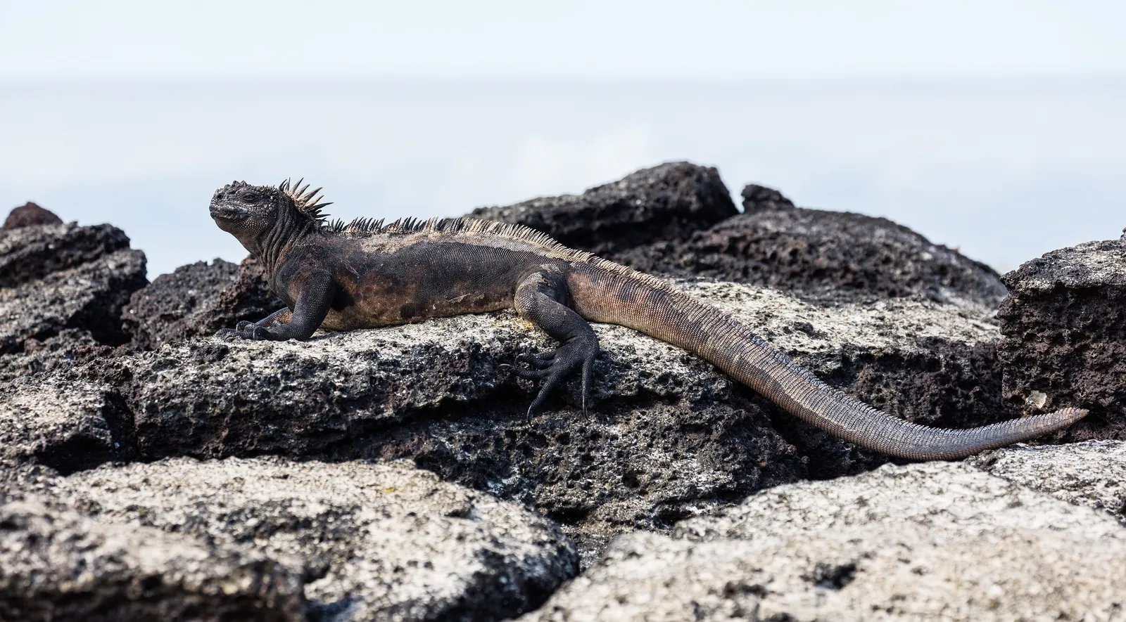 The Galápagos: Darwin's Living Laboratory, Still at Work