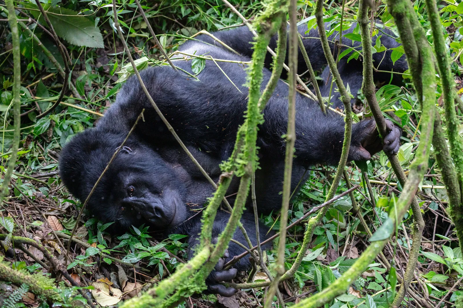 Mountain Gorilla Trekking: Bwindi, the Volcanoes, and an Hour That Changes Everything
