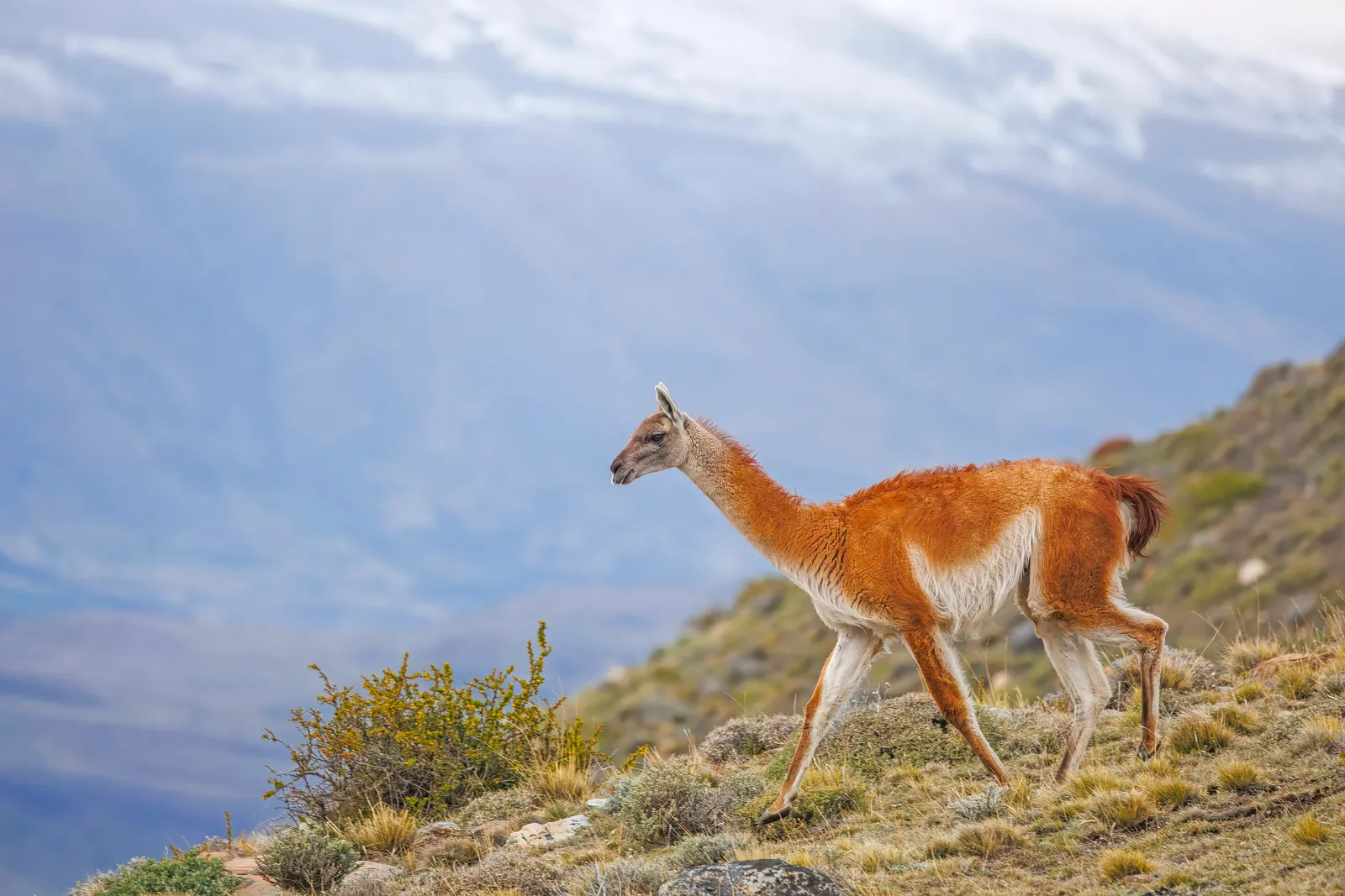 Patagonia — Guanaco (Lama guanicoe) Leona Amarga 3