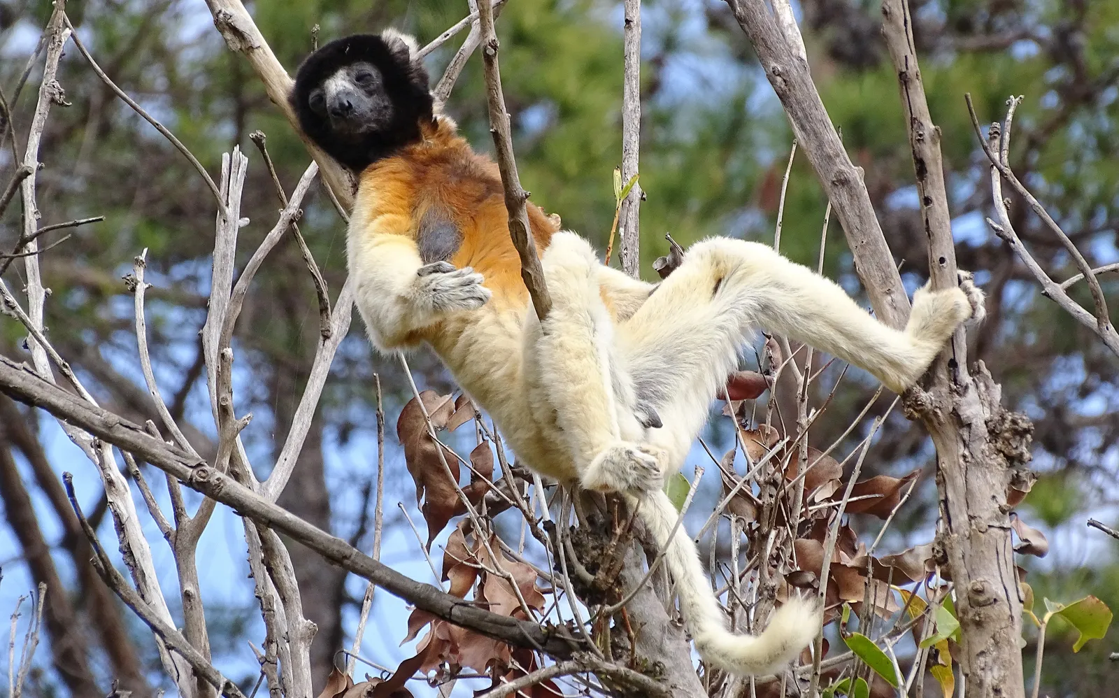 Lémures y la fauna de Madagascar: la isla más salvaje del mundo