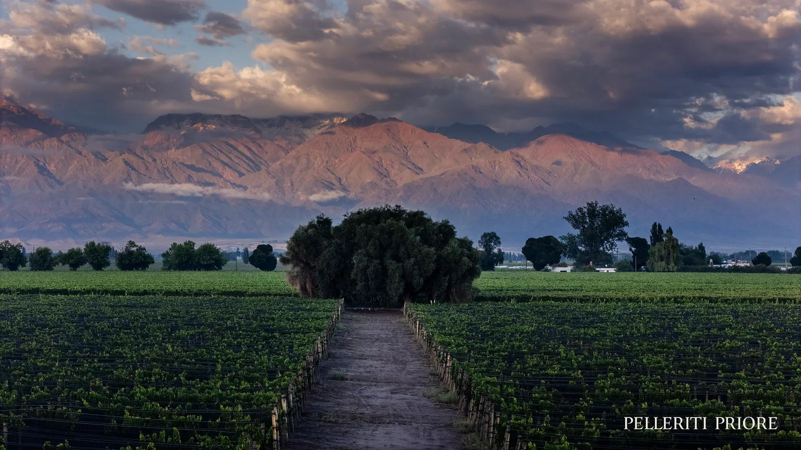 Mendoza and the High-Altitude Vineyards: Argentina's Wine Country at the Foot of the Andes