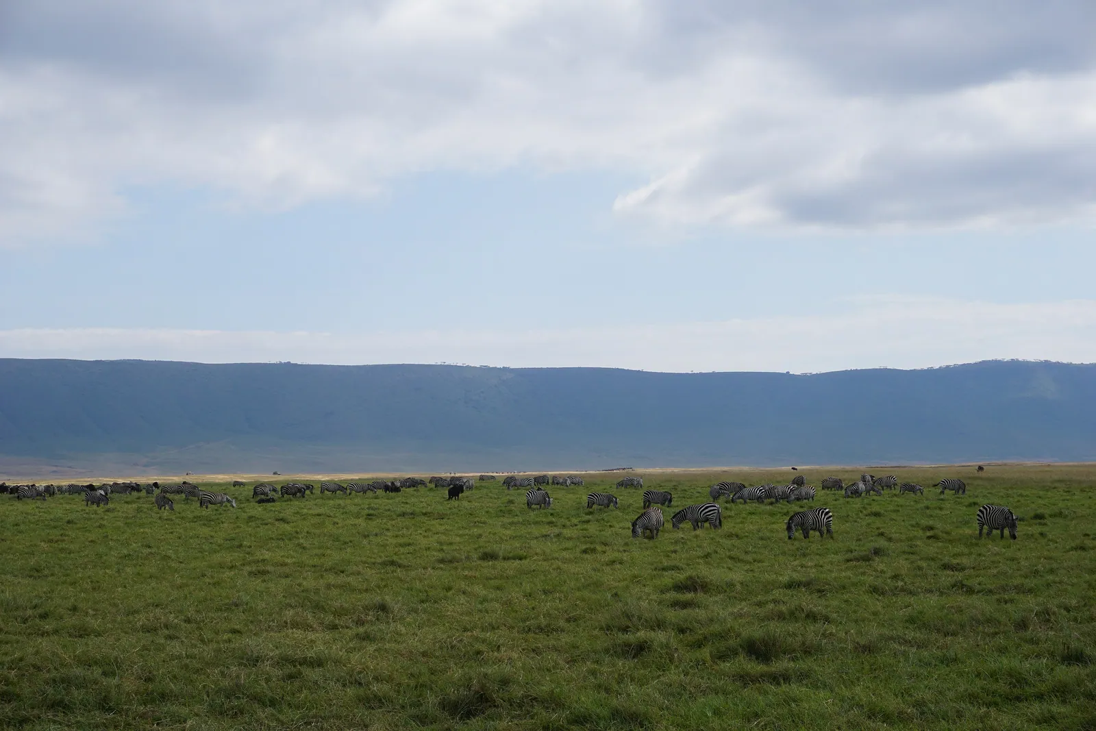 El Serengeti — Zebra herd in Ngorongoro Crater 01
