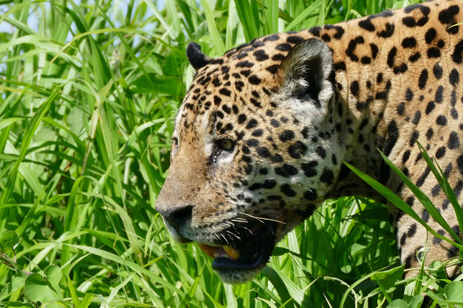 The Pantanal and the Jaguar: South America's Wildest Wetland