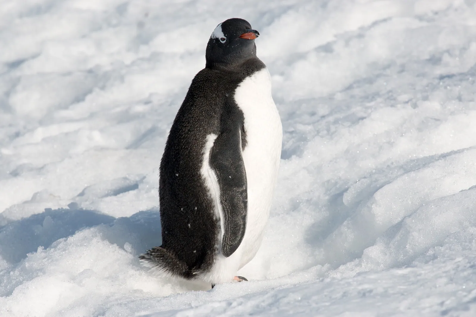 The Antarctic Peninsula — Gentoo Penguin Orne Harbour Antarctica (33460794478)
