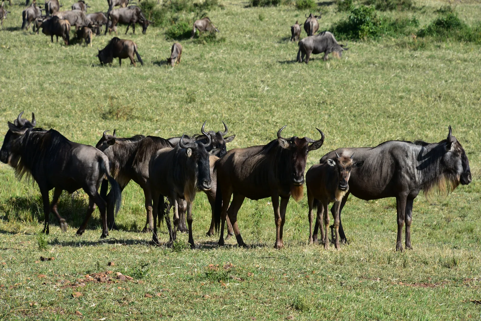 El Serengeti, Tanzania