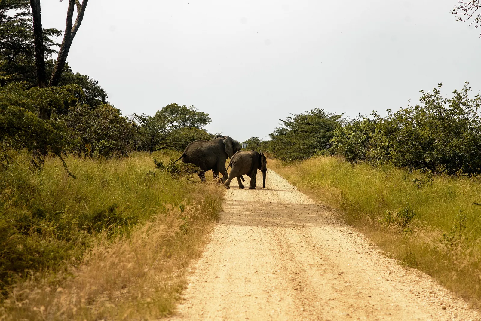 El Serengeti — African savanna elephants at Saadani National Park Tanzania