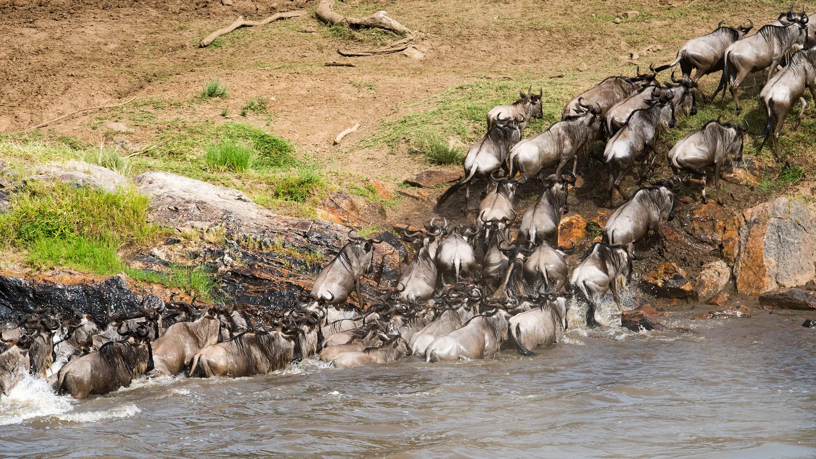 El Serengeti — Wildebeests crossing Mara River, Northern Serengeti, Tanzania