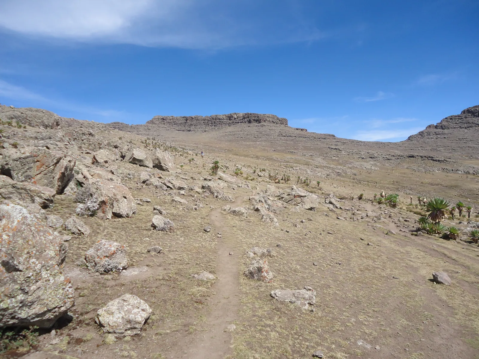 The Simien Mountains and the Gelada: A Highland of Cliffs and Grass-Eating Primates