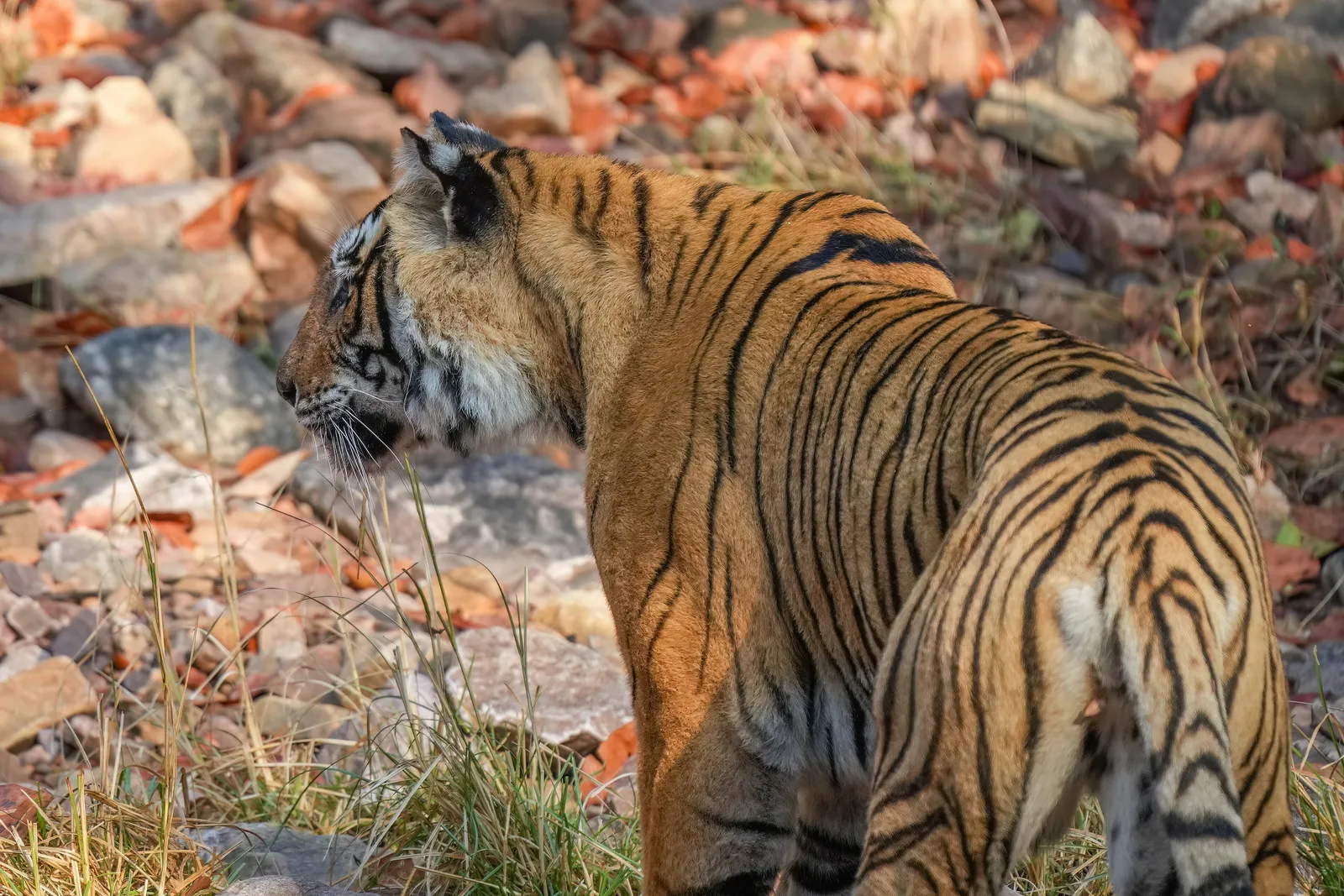 Tigers of India: Ranthambore and the Last Wild Tigers